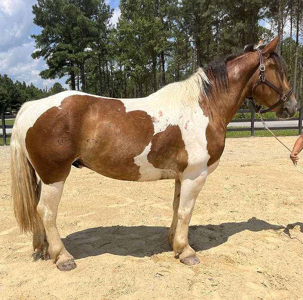 pinto-draft-gelding