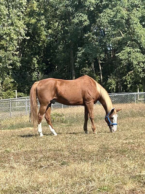 quarter-horse-gelding