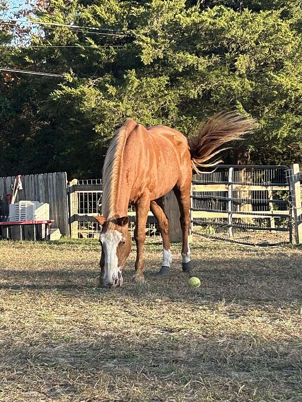 quarter-horse-gelding