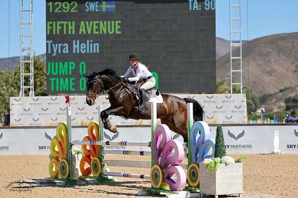 belgian-warmblood-mare