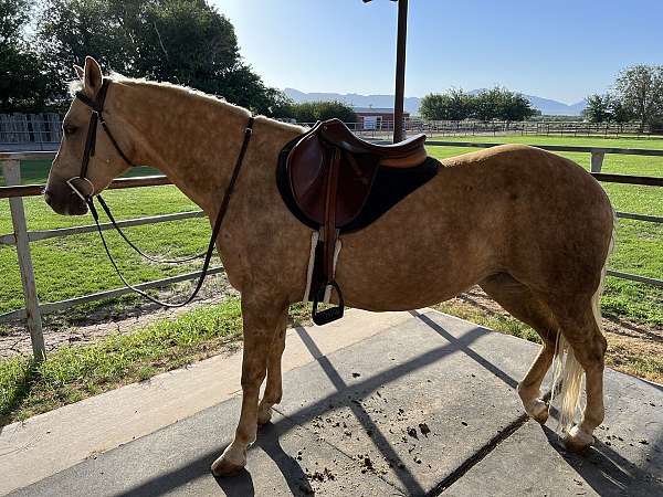 dappled-horse