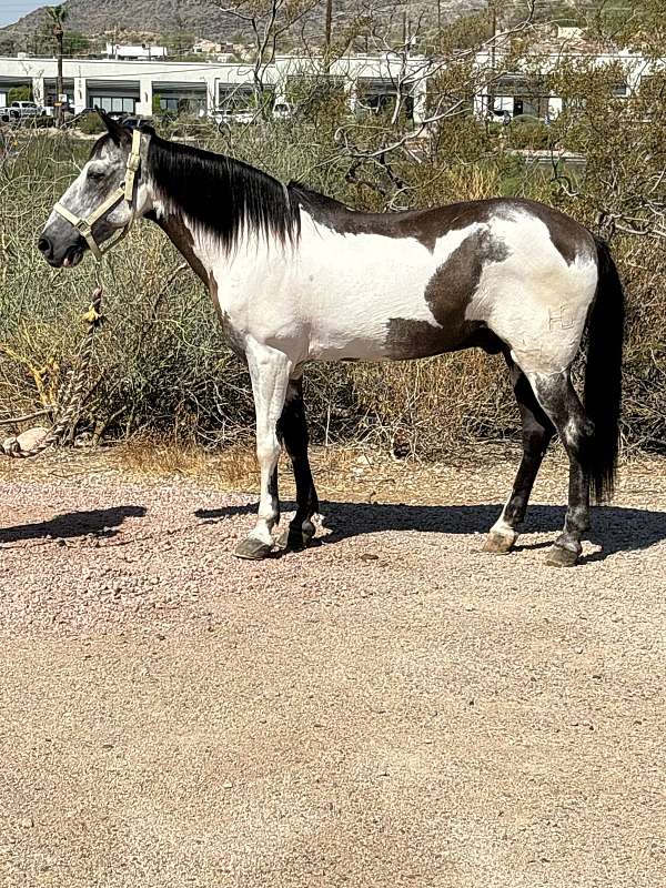 lesson-trail-riding-paso-fino-horse