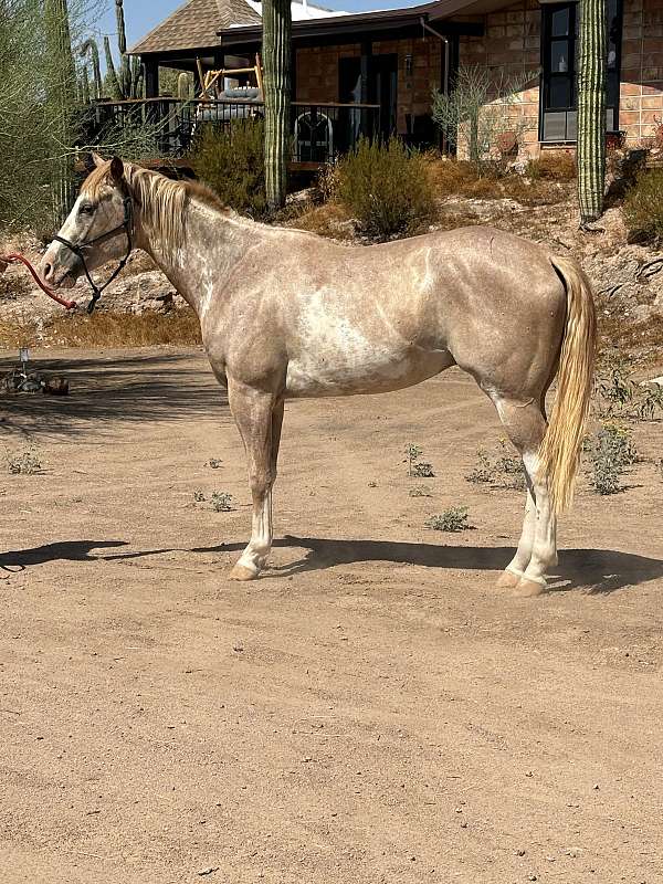 sabino-apha-gelding