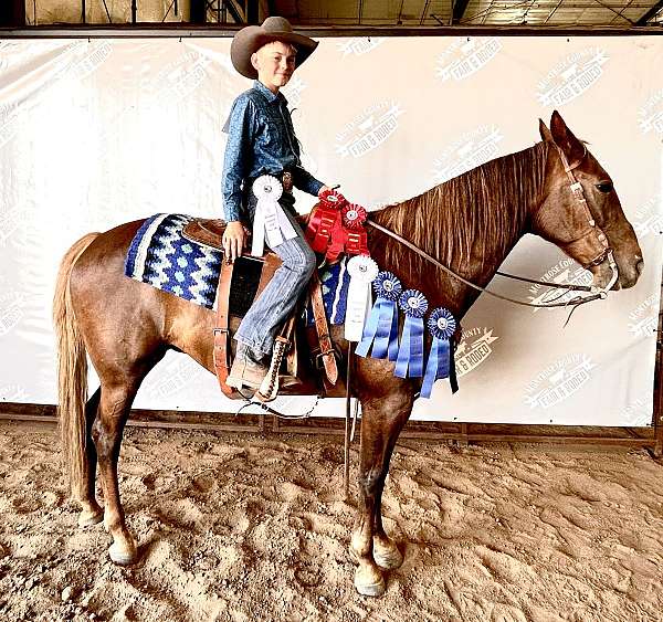 chestnut-liver-chestnut-cross-pony