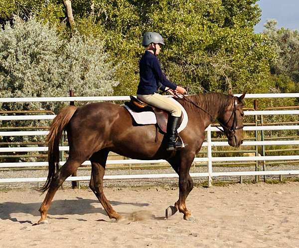 chestnut-liver-chestnut-dressage-pony