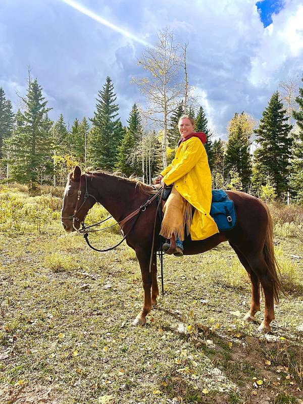 chestnut-liver-chestnut-warmblood-mare