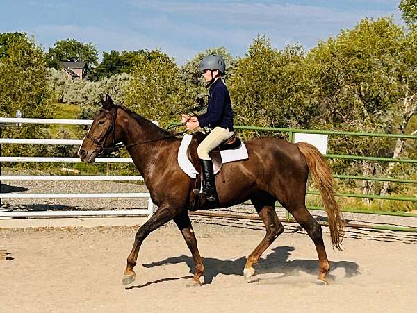 chestnut-liver-chestnut-eventing-pony