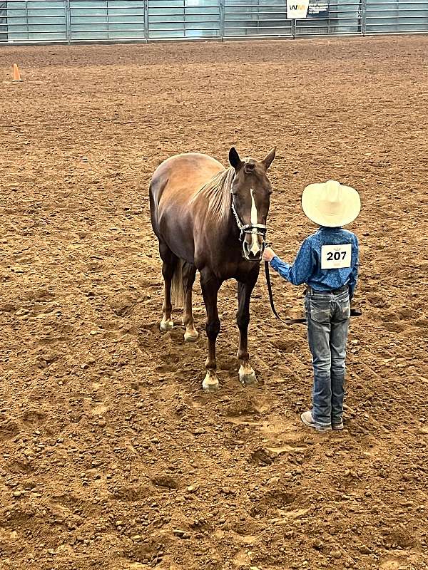 chestnut-liver-chestnut-experienced-pony