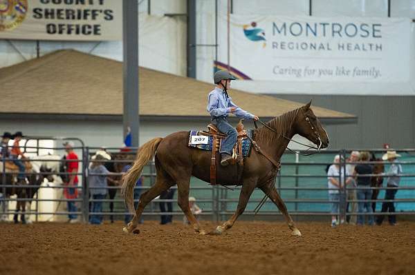 chestnut-liver-chestnut-show-pony