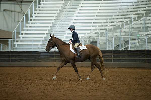 chestnut-liver-chestnut-jumping-pony