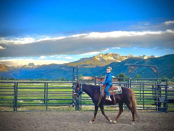 chestnut-liver-chestnut-western-dressage-pony