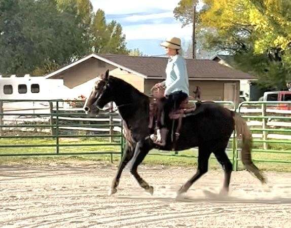 chestnut-liver-chestnut-pony-for-sale