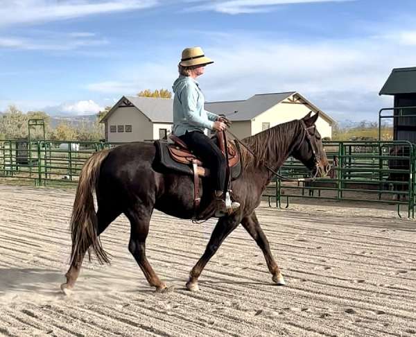 chestnut-liver-chestnut-warmblood-for-sale