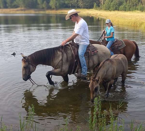 buckskin-roan-athletic-flashy-horse