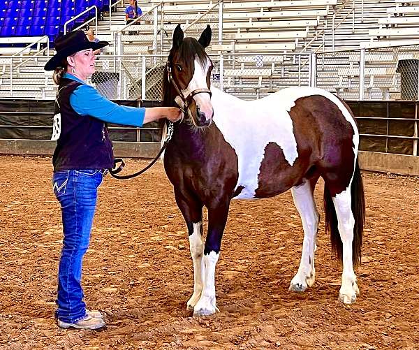 breeding-gypsy-vanner-horse