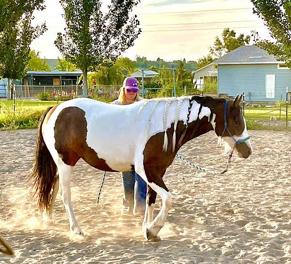 flashy-gypsy-vanner-horse