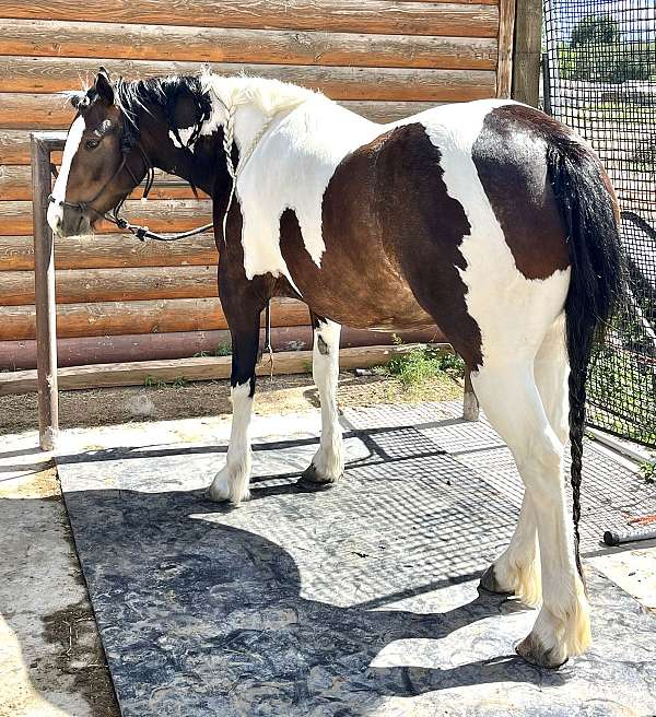 hypp-nn-gypsy-vanner-horse