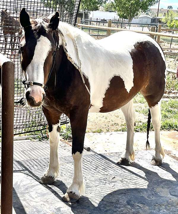 tri-color-gypsy-vanner-horse