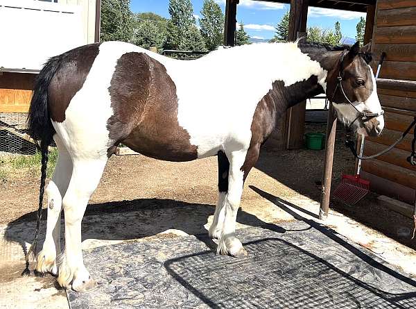 tobiano-gypsy-vanner-mare