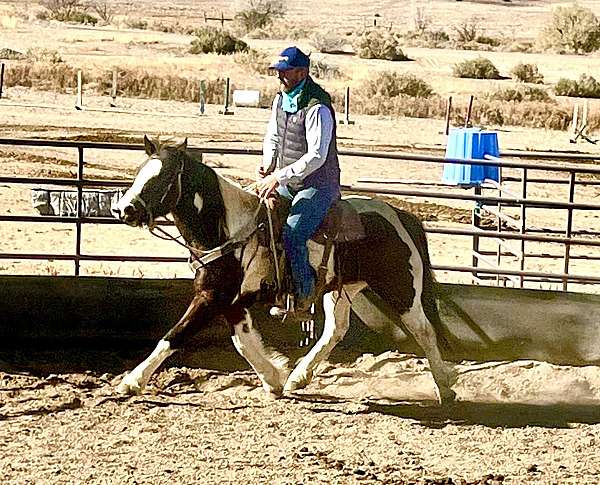 tobiano-breeding-horse