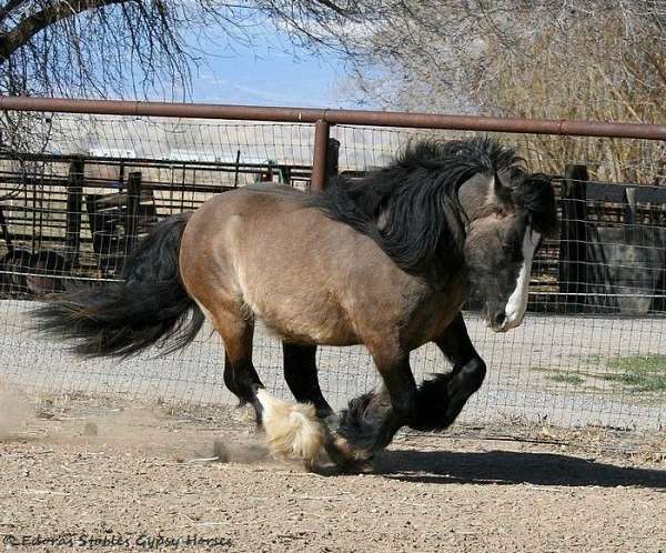 tobiano-cross-horse