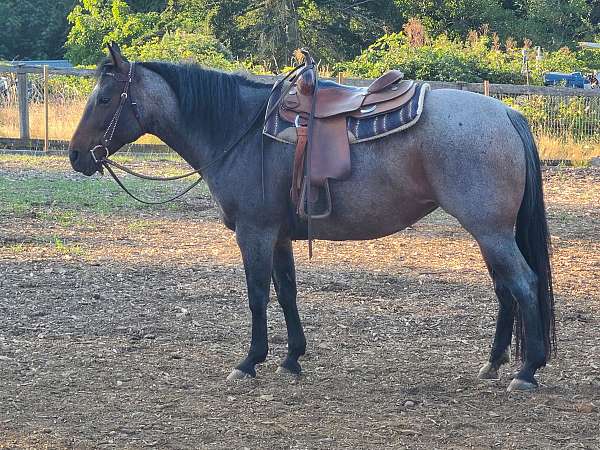 trail-riding-working-equitation-quarter-horse