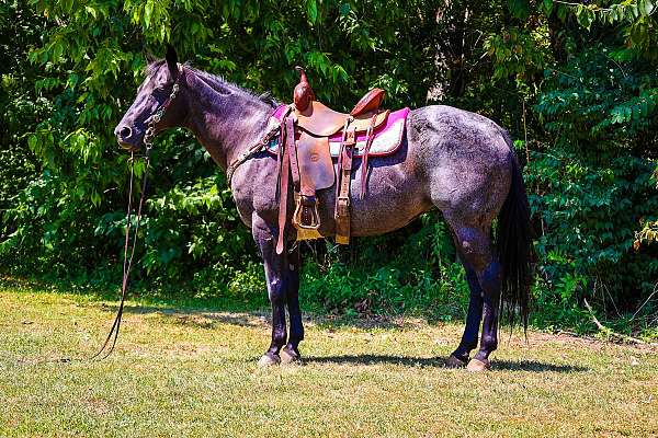 all-around-quarter-horse