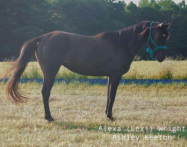 friesian-filly