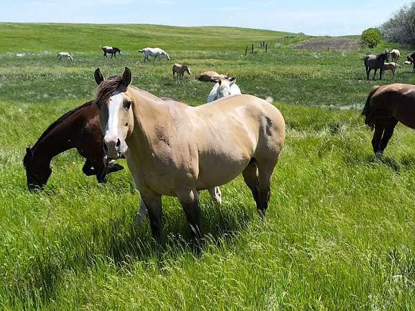 star-stripe-snip-spot-on-left-belly-horse