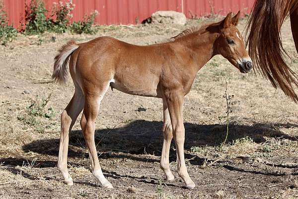 star-back-right-sock-horse