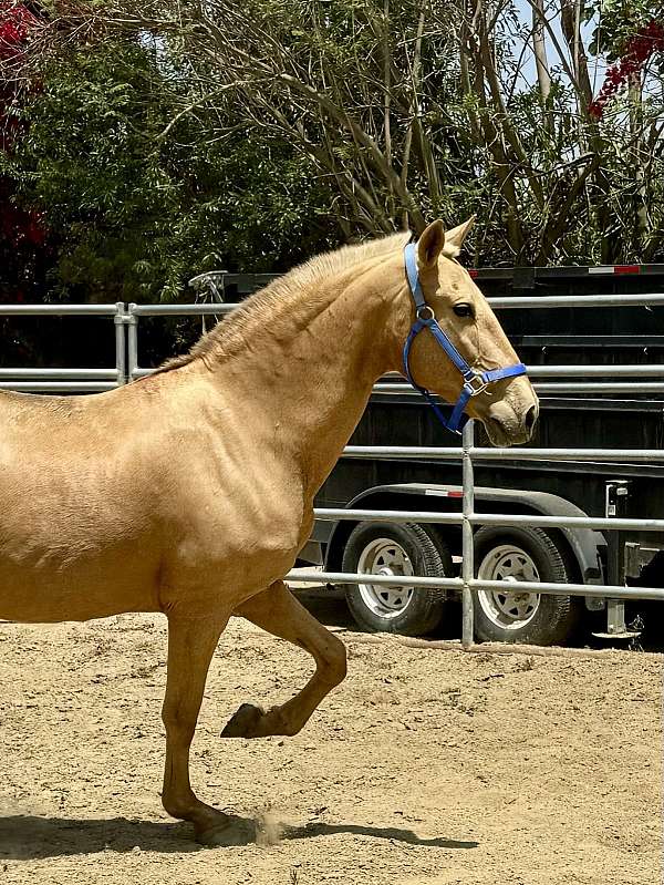 andalusian-palomino-mare-broodmare