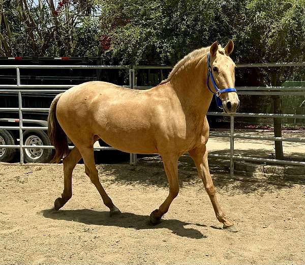 palomino-andalusian-mare-broodmare