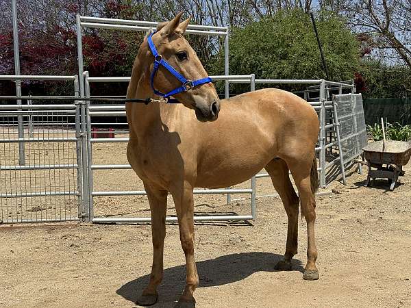 andalusian-horse