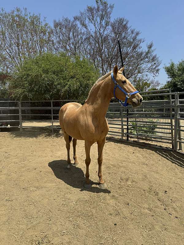 andalusian-horse-for-sale