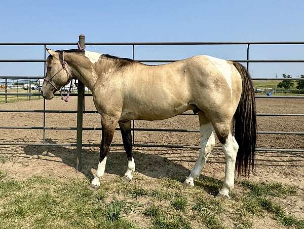 dunskin-apha-colt-stallion