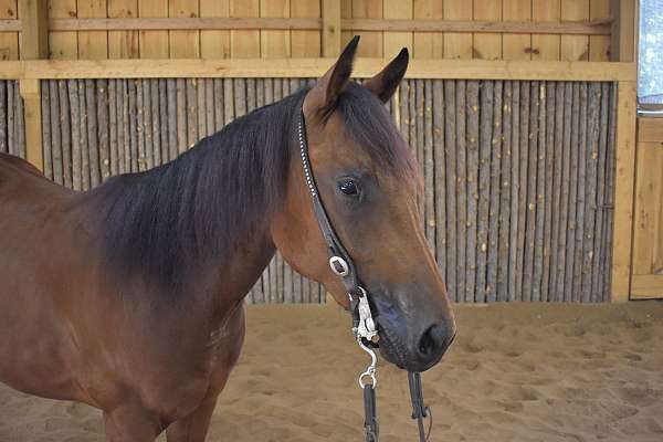 reining-breeding-quarter-horse