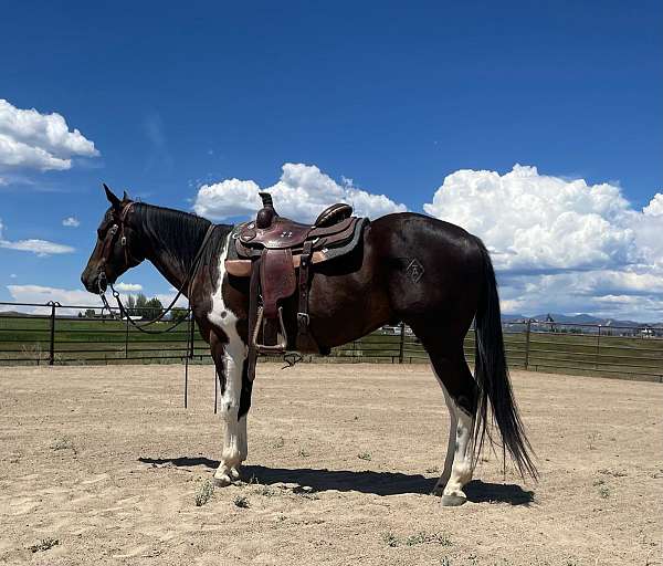 roping-paint-horse