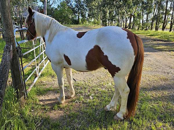 andalusian-paint-gelding