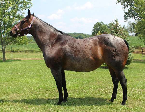 quarter-horse-mare