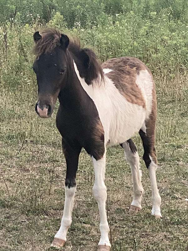 black-white-aspc-colt