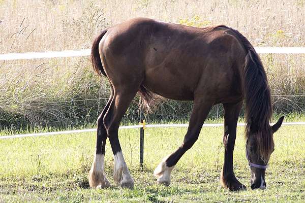 and-willing-shire-horse