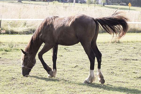 around-shire-horse