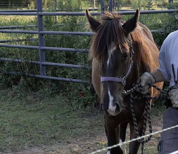 catch-shire-horse