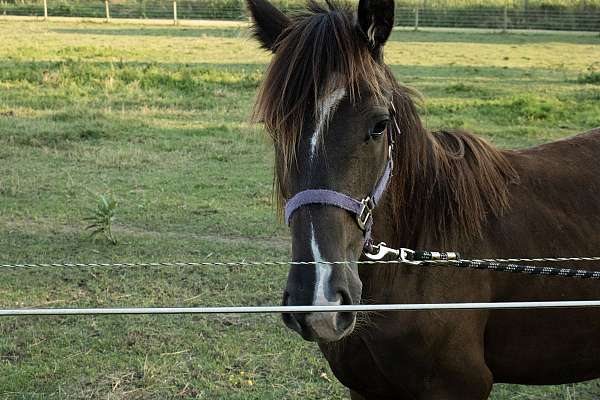 coggins-shire-horse