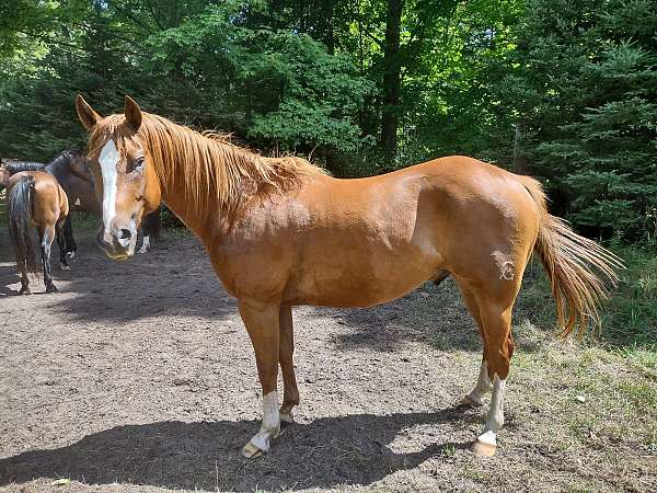 quarter-horse-gelding