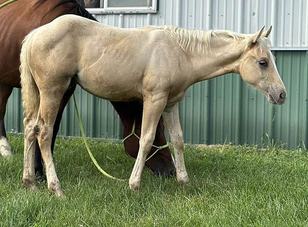 palomino-iqha-nrha-horse