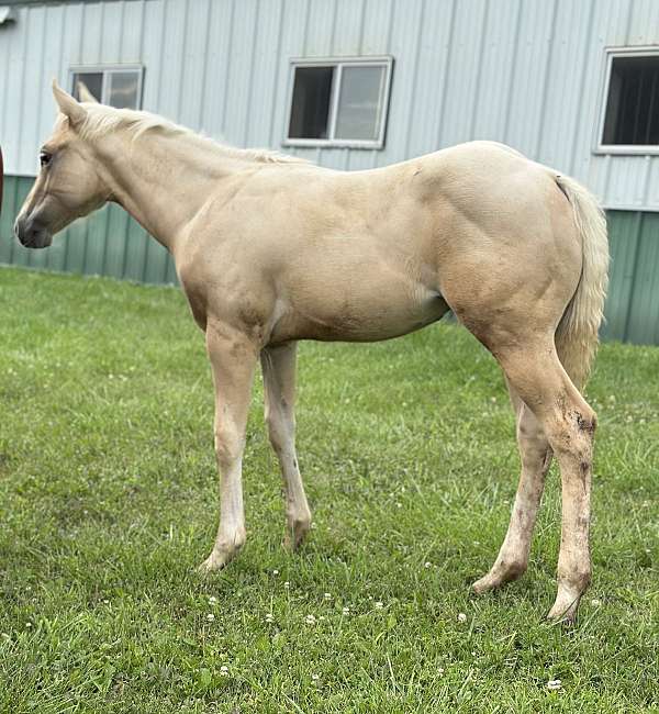 palomino-iqha-nrha-colt