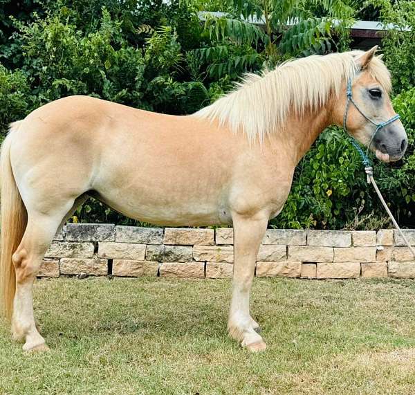 all-haflinger-pony