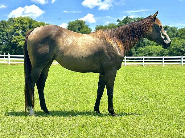 star-pastern-horse