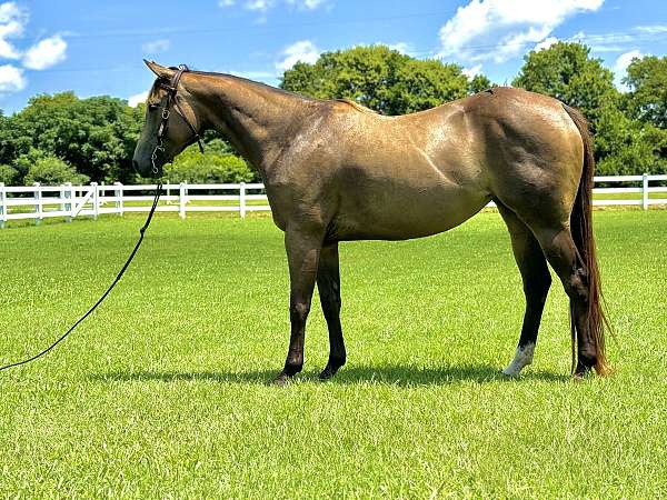 buckskin-star-pastern-horse